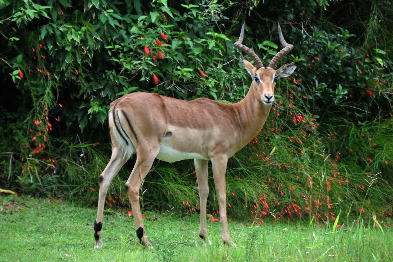 Kruger Park Unit No. 524 *